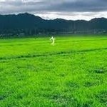 [괴담소년] 일본 괴담 - 쿠네쿠네 요괴