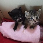 고양이 좀 살려주세요 썼던 글쓴이입니다