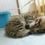 [<b>러시안</b>블루] <b>러시안</b>블루 ㅡ 동생이 생겼어요