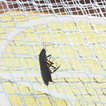 님들 이<b>벌레</b> 무슨<b>벌레</b>인지 아시는분