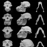 [공포베스트] “얼굴 때리는 ‘<b>주먹</b>다짐’이 인류의 외모 바꿨다”