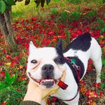 [개복순] 프렌치<b>불독</b>+보스턴테리어=