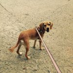 <b>처인구</b> 운학동에서 강아지 실종..제발 도와주세요