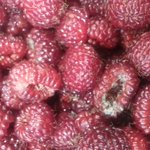 [꼭봐주세요] 곰팡이 산딸기 판매하는 <b>롯데</b>백화점