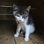 [도와주세요] 3개월 고양이를 <b>전봇대</b>에 묶어버린 초등학생