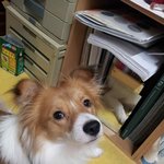 가루야 제발 돌아와~