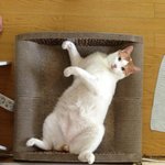 똥공장 옹이와 더러운 자취남 + 사진 추가