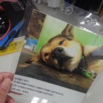 밥<b>심이</b>는언제부터이렇게이쁫나