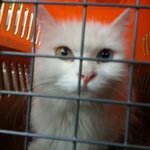 <b>천안시</b> 보호소에서 가족을 기다리고 있는 냥이들....가여운 아이들에게...