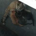 [댓글부탁] 닭을 죽이고 아기 고양이를 잡으러 온 중학생들