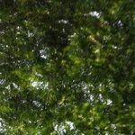 [공포베스트] 울창한 숲에서 바라본 <b>하늘</b>