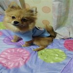 [도와주세요] 저희 강아지를 찾습니다.