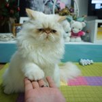 손 주는 <b>고야</b>이