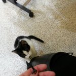 [박박박] 난고양이지만간식을위해서라면손쯤은줄수있지!