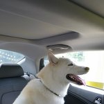 [허스키심바] 심바의 산책일기 -산책하고 귀여운 친구들도 만났어요-