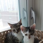 [도와주세요] 새끼 고양이 두마리 무료<b>분양</b>합니다~