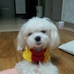 내새끼 내전부 내심장 내애인