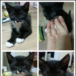 [탑이랑콴이] 고양이와 집사의 생활