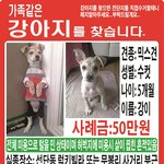 [도와주세요] <b>포천</b> 선단동 입양열흘만에 없어진 강이 찾아요
