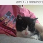 우리집 고양이를 소개합니다.