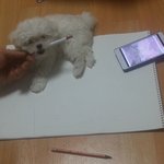 <b>사료</b>급히 먹고 체하는아가ㅜㅜ