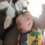 [추억파리여] <b>시바견</b>과 아기의 기록