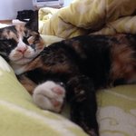 차안으로 들어온 고양이와 동거 (차동거)