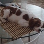 [강아지몰리] 몰리이야기 2탄 (밑의 글은 <b>에러</b>. 이걸 클릭)