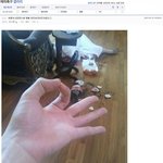[<b>피씨</b>레몬] 일베 살인사건