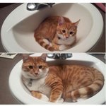 [추억파리여] 반려<b>동물</b>의 과거와 현재