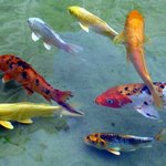 정화된 안양천 속의 물고기들 <b>처럼</b> 사람들의 신천지 세상을 기대해...