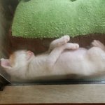 행복한 38마리 고양이 이야기