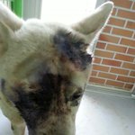 <b>망치</b>로 머리를 가격해 죽이려한 백구를위해 서명해주세요