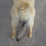 밥<b>심이</b>는언제부터이렇게이쁫나2