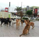 [남미통신박] <b>페루</b> 길거리는 개판?