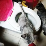 사람처럼 일보는 기묘"담이"를 소개합니다!(사진有)