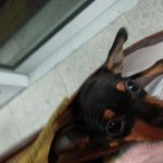 [개를키우는] 캠핑가서 강아지한테 진드기올까바무서움