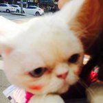 [고양이] 억울하게생긴 우리집 고양이