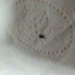 이벌레 뭔지 아시는분