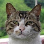 [훈이랑냥멍] 막둥이 동생 훈군과 냥이 멍이들 이야기 - 냥이멍이...