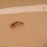 [꼭조언부탁] 집 욕조에서 구더기가 나왔어요! ㅠㅠ 사진있어요!