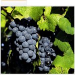 부천다이어트한의원 <b>포도즙</b>효능