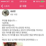 안락사될 아이를 데려오신분이 있는데 주인 찾습니다..