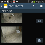 <b>로드킬</b> 고양이..