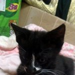 [고양이입양] 업둥이아리의새끼들을<b>훌륭</b>하게키워주실분.