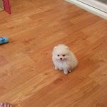 [강아지<b>포도</b>] 백수녀자와 아기깡아지 <b>포도</b>의 일상