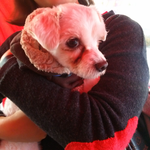 샛별이 왕자되기 프로젝트!