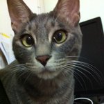 [신촌 분들 꼭 봐 주세요!!] 절도 후 입양되어 유기된 잃어버린...