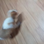 [강아지] 다리 다친 강아지의 주인을 찾습니다!!