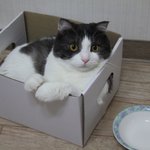 [꿀고양이] 진격의 유청이 그리고 유월이